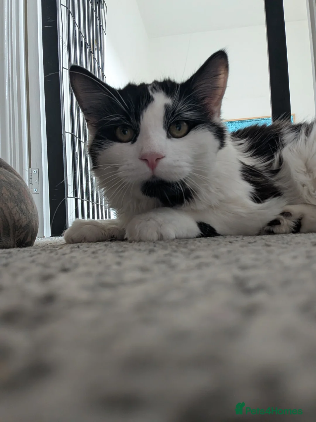 Mixed Breed cats for sale: Male cat for rehoming - Advert 2