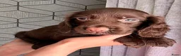 Cocker Spaniel dogs for sale: Working cocker spaniel puppy  - Advert 3