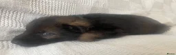 German Shepherd dogs for sale: GERMAN SHEPHERD PUPS WORKING LINE in Wigan - Advert 17
