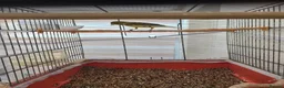 Canaries birds for sale: 1 year old canary  - Advert 2