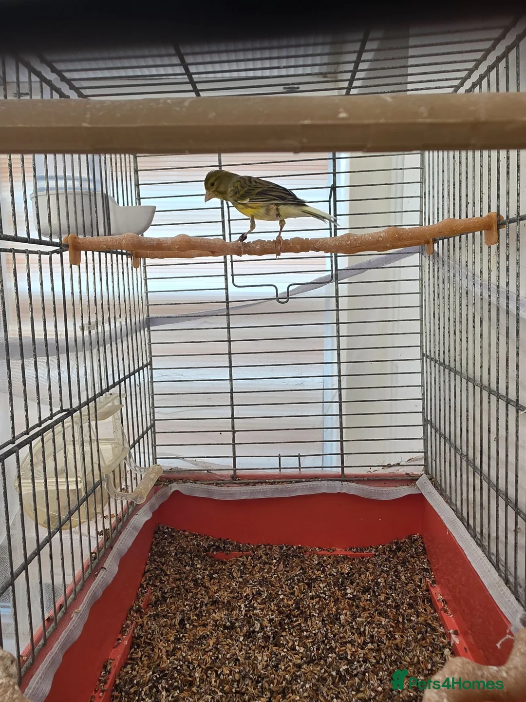 Canaries birds for sale: 1 year old canary  - Advert 2