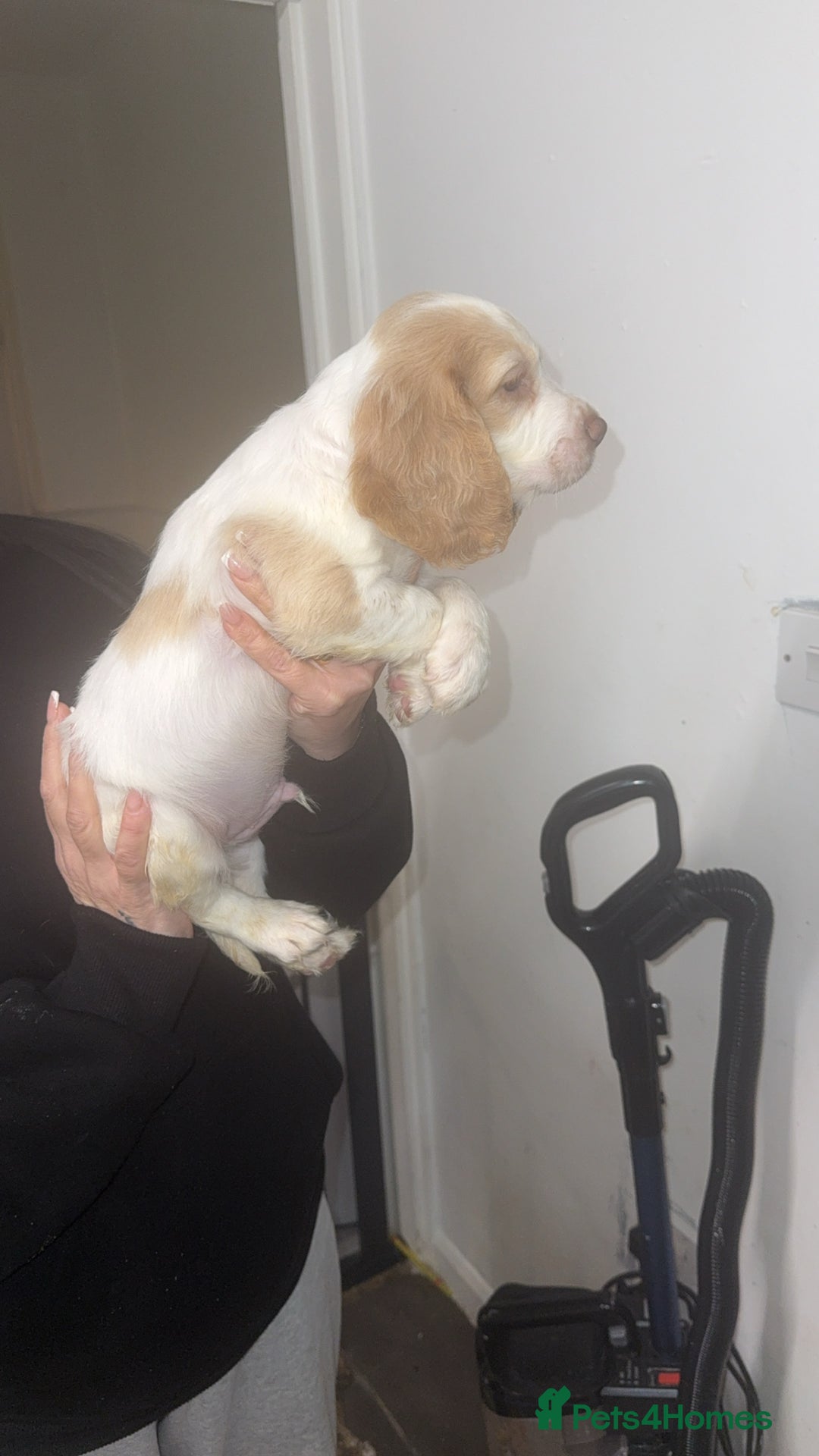 Cocker Spaniel dogs for sale: REDUCED💵cocker spaniel puppies 🩷💙 - Advert 17