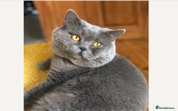 British Shorthair cats for sale: 3 chunky beautiful British shorthair  - Image 17