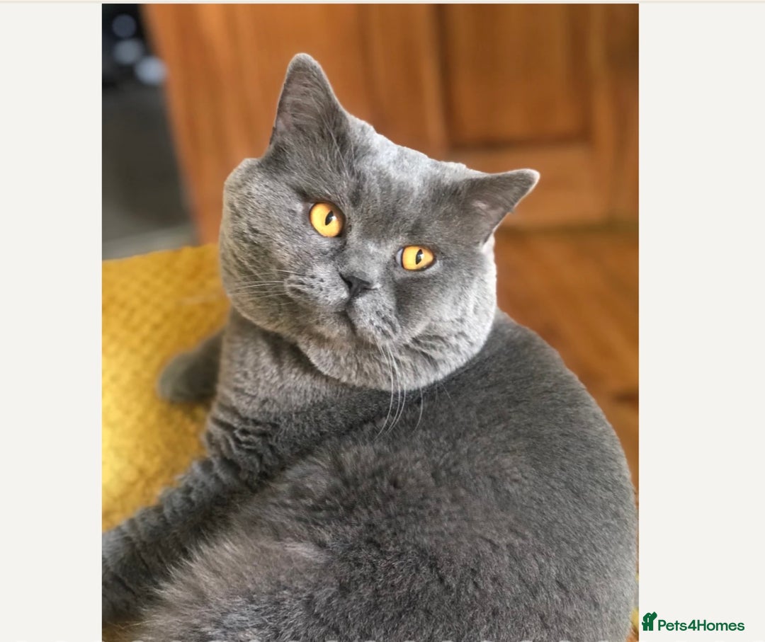 British Shorthair cats for sale: 3 chunky beautiful British shorthair  - Image 17