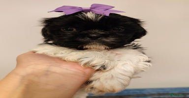 Shih Tzu dogs - Advert 1