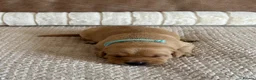 Labrador Retriever dogs for sale: * KC Reg Health Tested Puppies *  - Advert 15