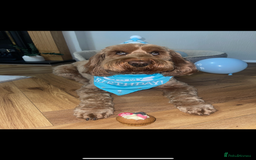 Cockapoo dogs for sale: Cockapoo - Image 14