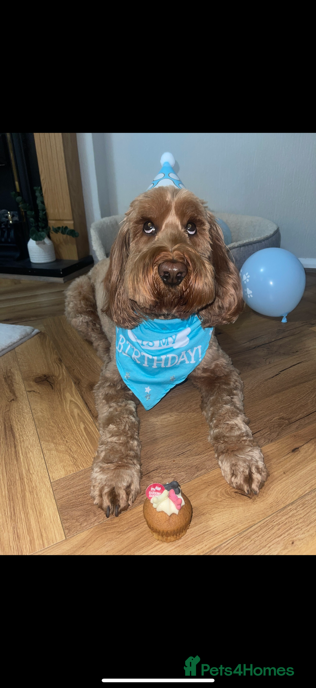 Cockapoo dogs for sale: Cockapoo - Image 14