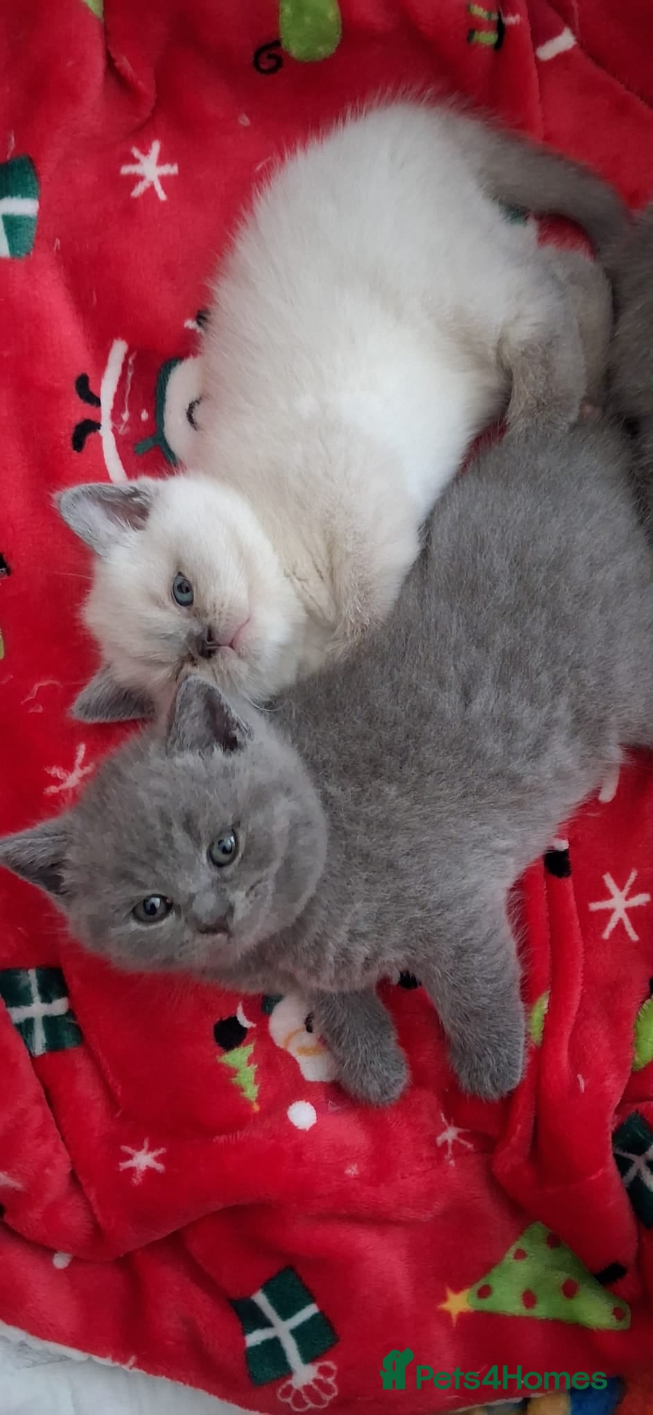 British Shorthair cats for sale: Beautiful British Shorthair Kittens - Advert 1