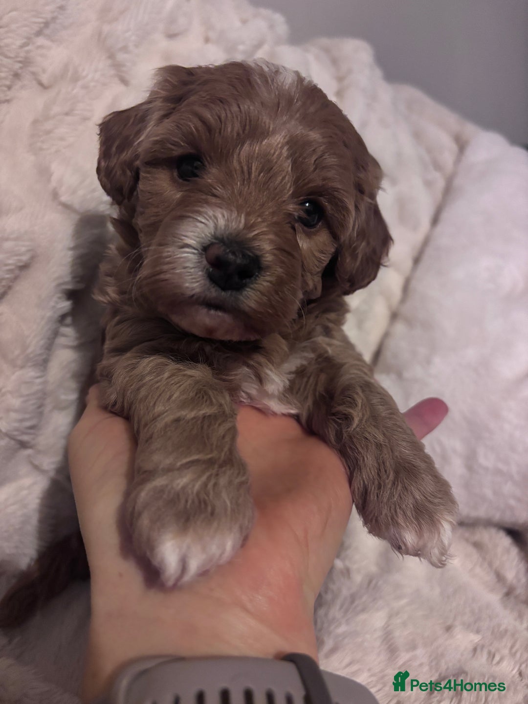 Cavachon dogs for sale: Toy Cavapoochons  - Advert 9