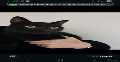 Domestic Shorthair cats - Advert 6