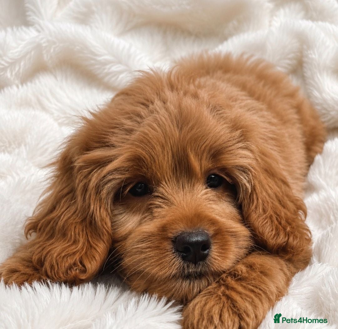 Cavapoo dogs 🔥FULLY VACCINATED EXTENSIVELY DNA HEALTH TESTED🔥 - Advert 1