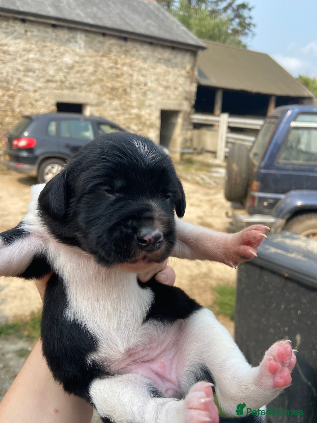 Sprollie dogs for sale: Springer spaniel x - Image 4