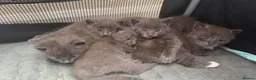 Ragdoll cats for sale: Ragdoll X kittens for sale - Advert 4