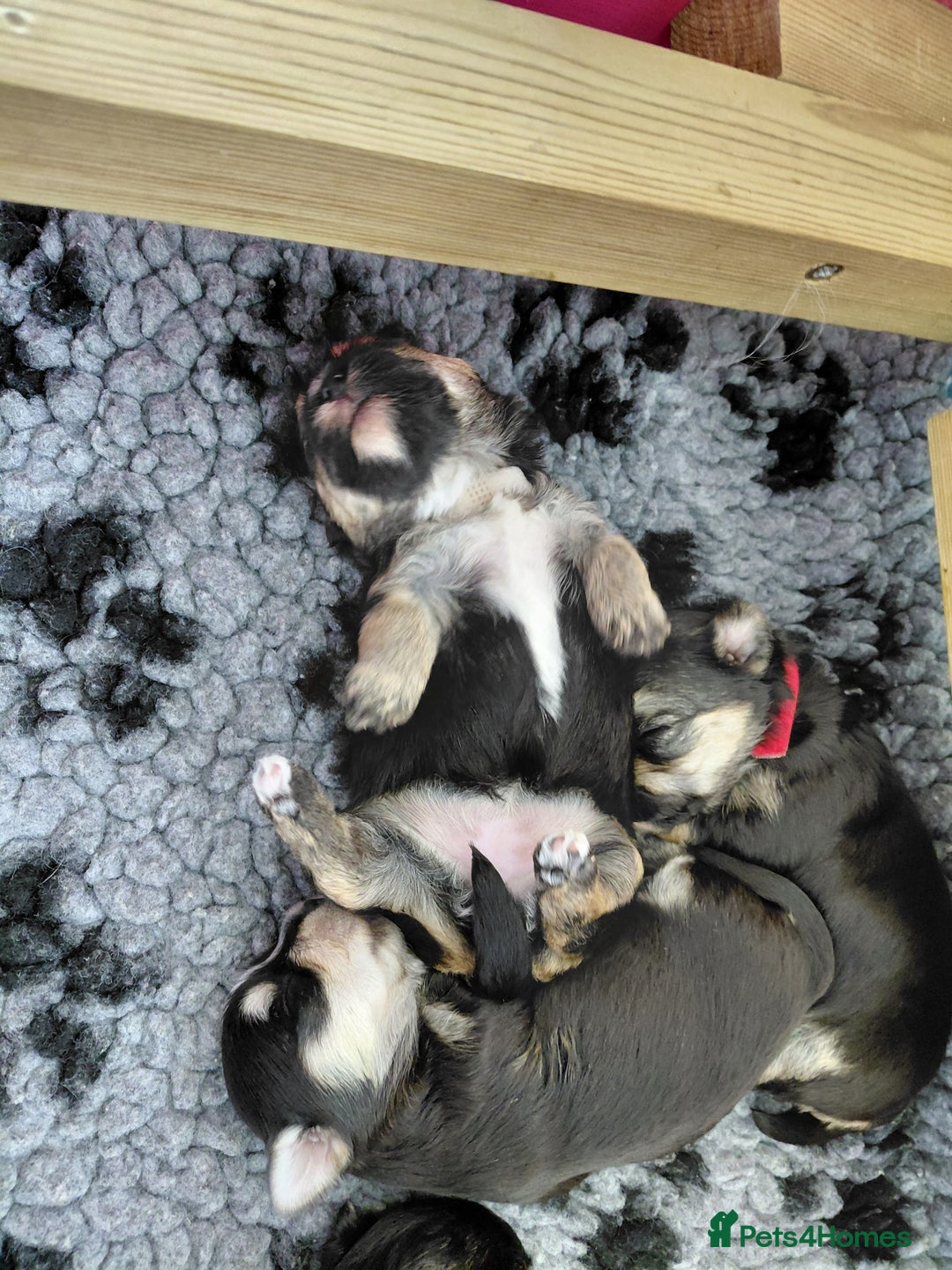 Morkie dogs for sale: Stunning F1 Morkie Puppies - Image 4