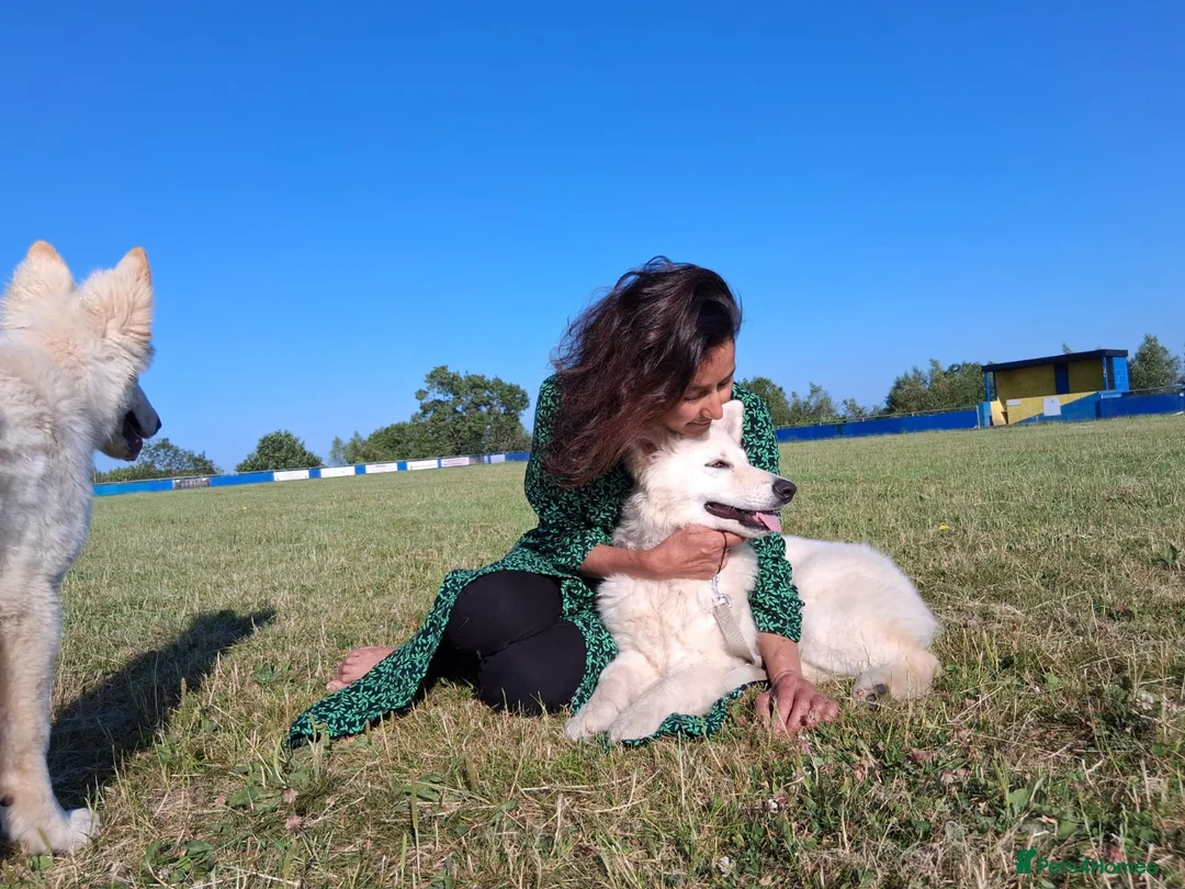 Mixed Breed dogs for sale: Puppies Available  - Advert 3