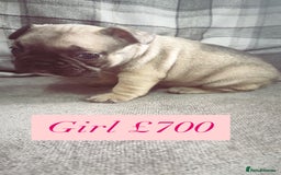 French Bulldog dogs for sale: French bulldog  - Image 3