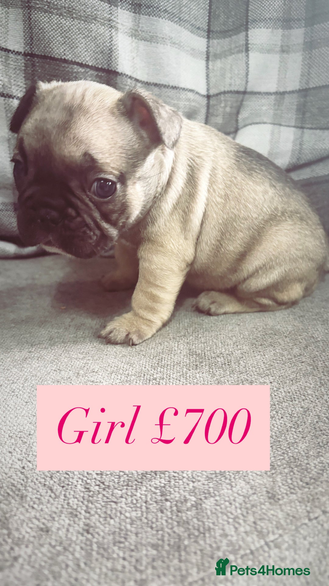 French Bulldog dogs for sale: French bulldog  - Image 3