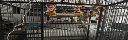 Macaws birds for sale: Blue and gold macaw  in Birmingham - Advert 3