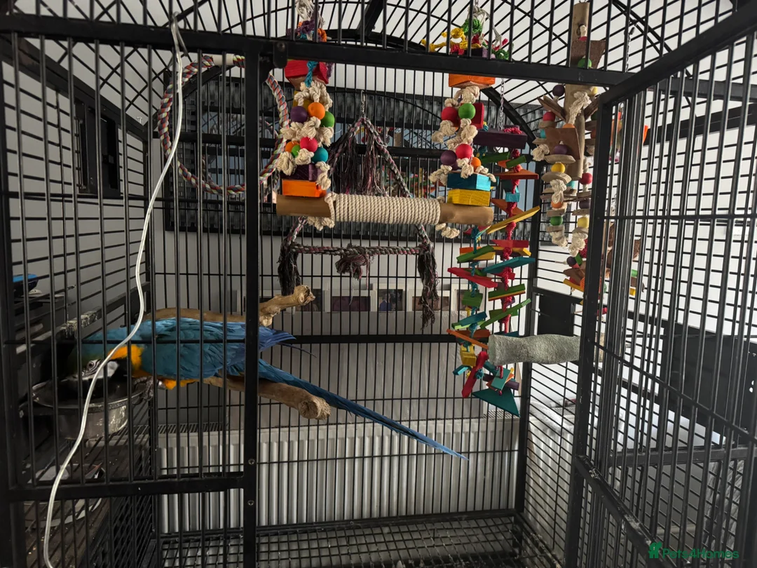 Macaws birds for sale: Blue and gold macaw  in Birmingham - Advert 3