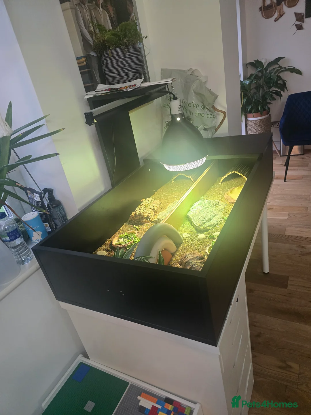 Tortoise reptiles for sale: 2 Tortoises & Full Enclosure Setup for Sale in Burntwood - Advert 6