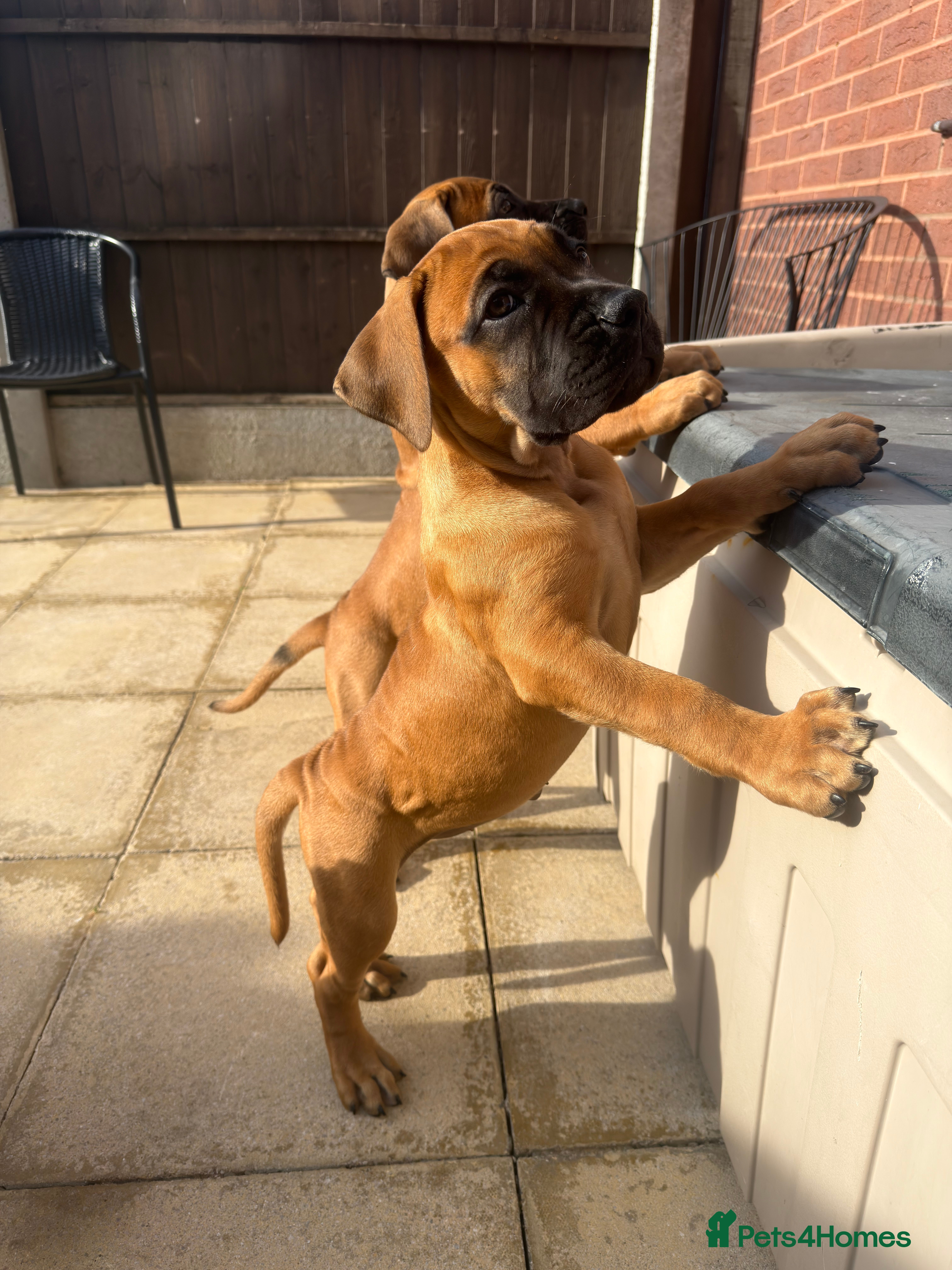 Boerboel dogs Elite Guard Neema X Spartan Dutch - Advert 2
