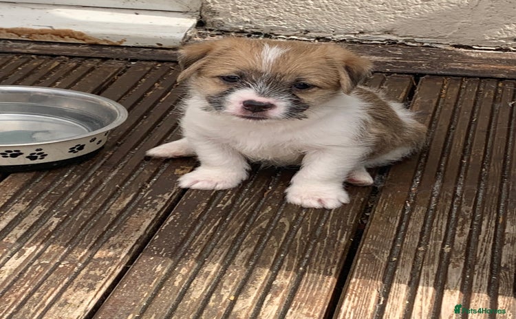 Mixed Breed dogs - Advert 1