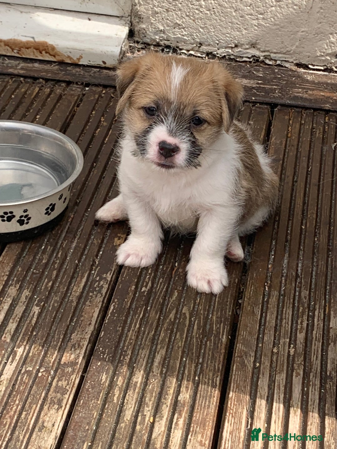 Mixed Breed dogs for sale: Shihtzu x jackrussell pups - Image 1