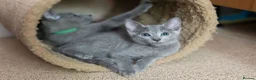 Russian Blue cats for sale: TICA Reg Boutique Russian Blue Kittens  - Advert 10