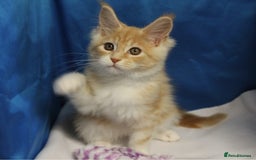 Maine Coon cats for sale: maine coon baby's - Image 2