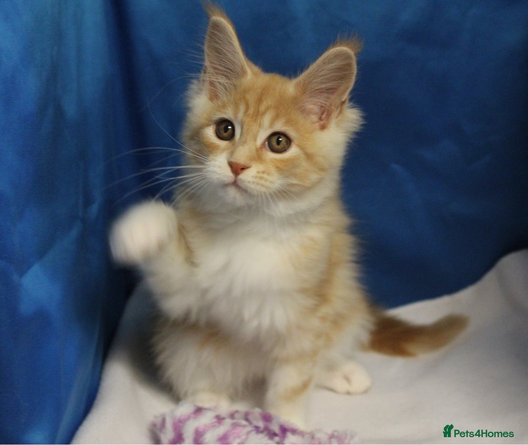 Maine Coon cats for sale: maine coon baby's - Image 2