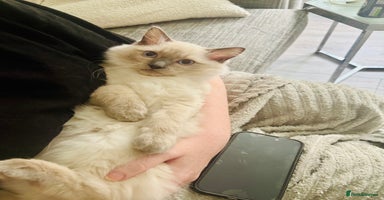 Ragdoll cats - Advert 8