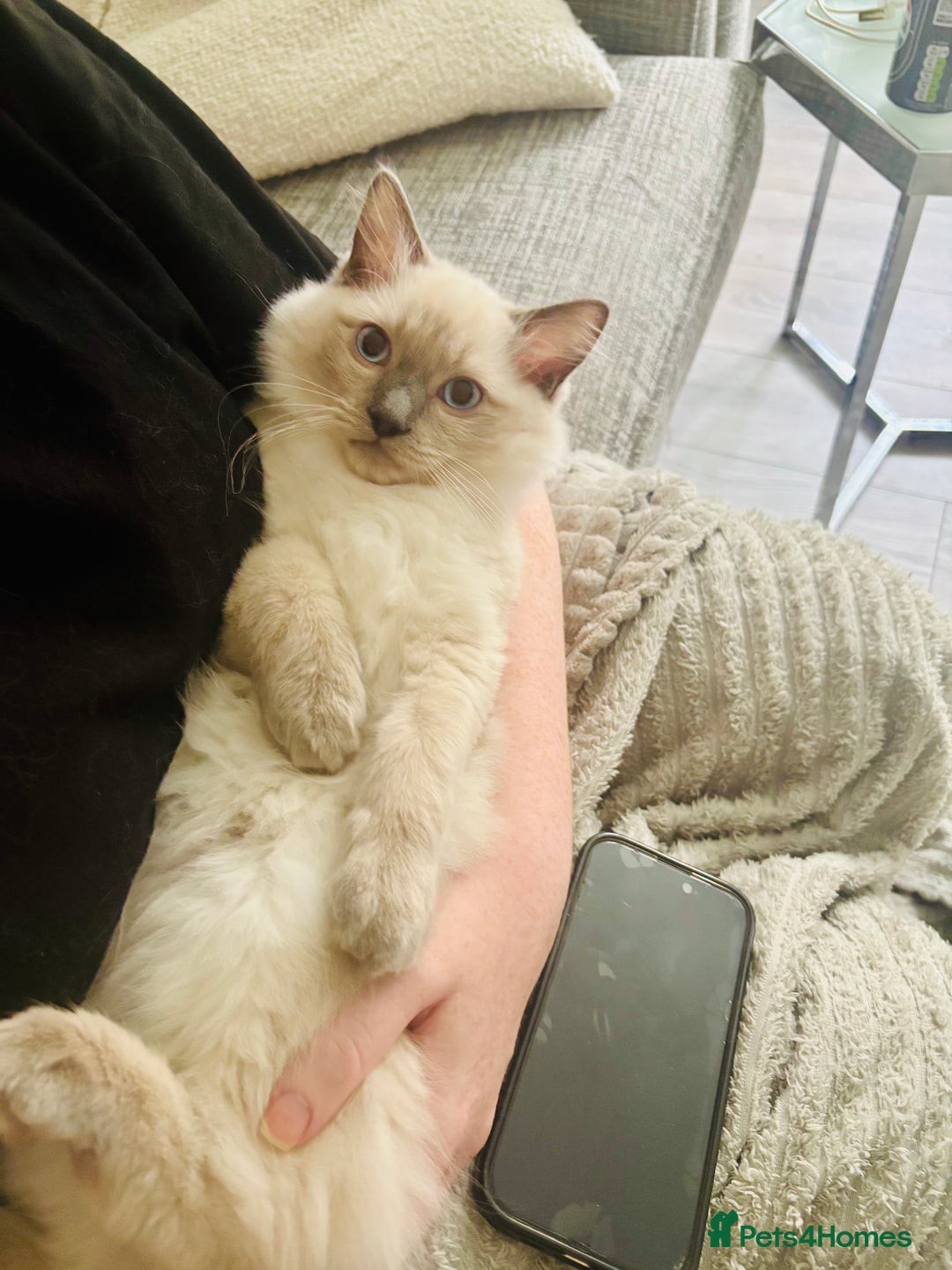 Ragdoll cats for sale: RAGDOLLS KITTENS **INC STARTER PACK & INSURANCE** - Image 3