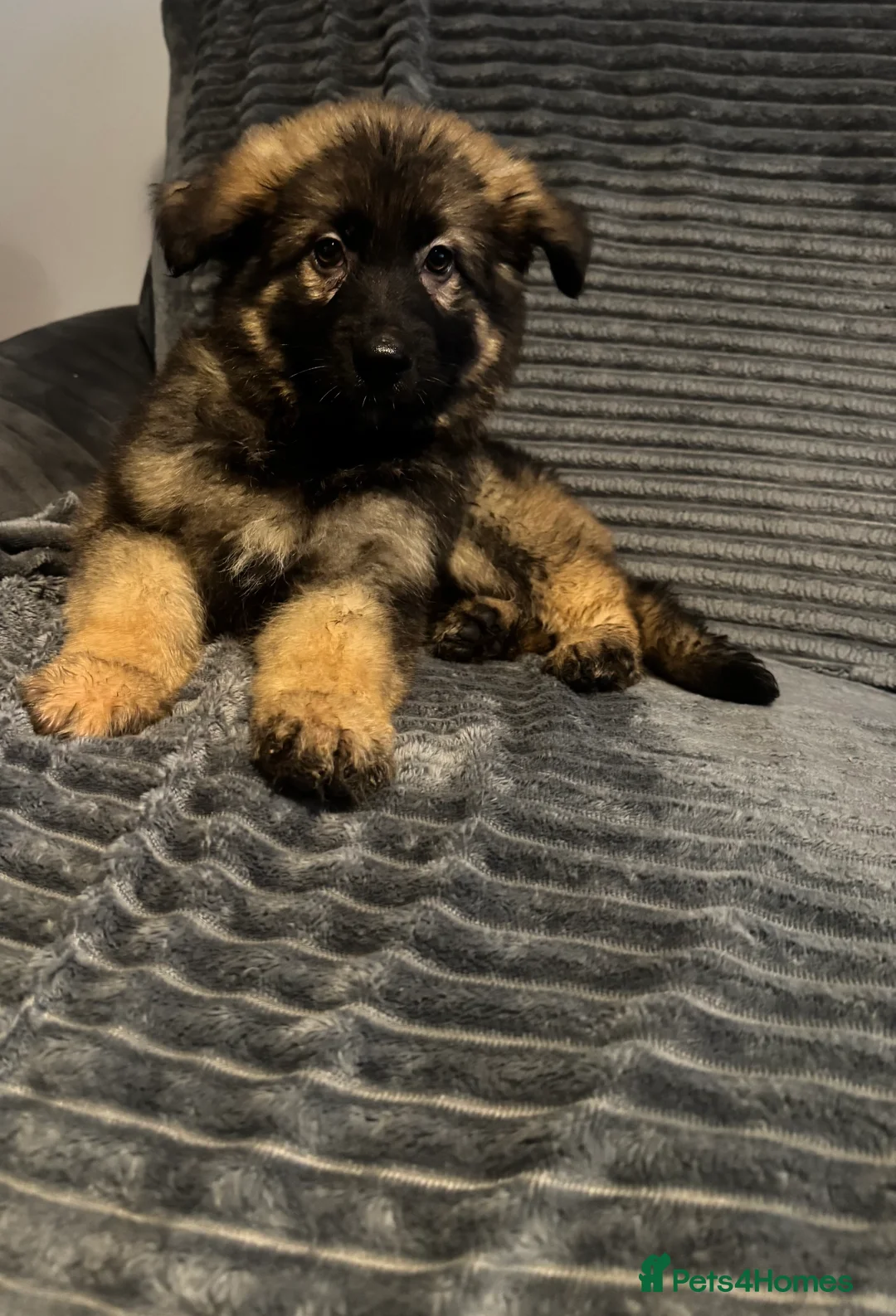 German Shepherd dogs for sale: Beautiful KC registered German shepherd puppies  - Advert 1