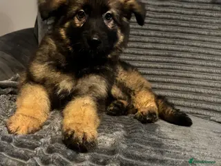 German Shepherd dogs Beautiful KC registered German shepherd puppies - Advert 1