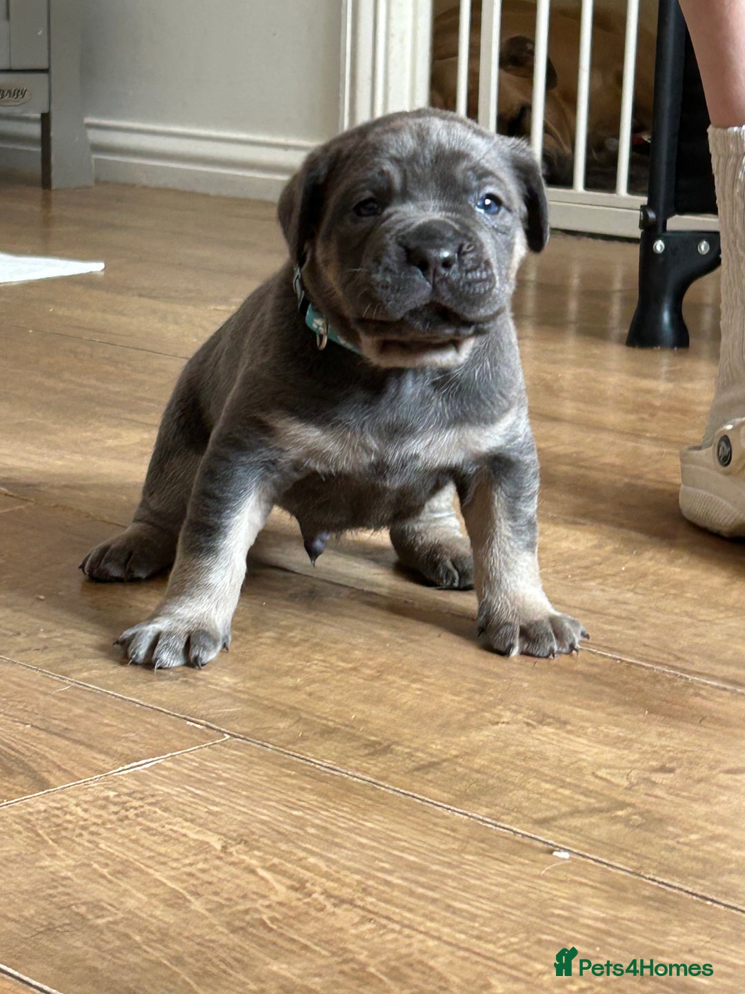 Mastiff dogs for sale: Mastiffs pups in Bury Saint Edmunds - Image 19