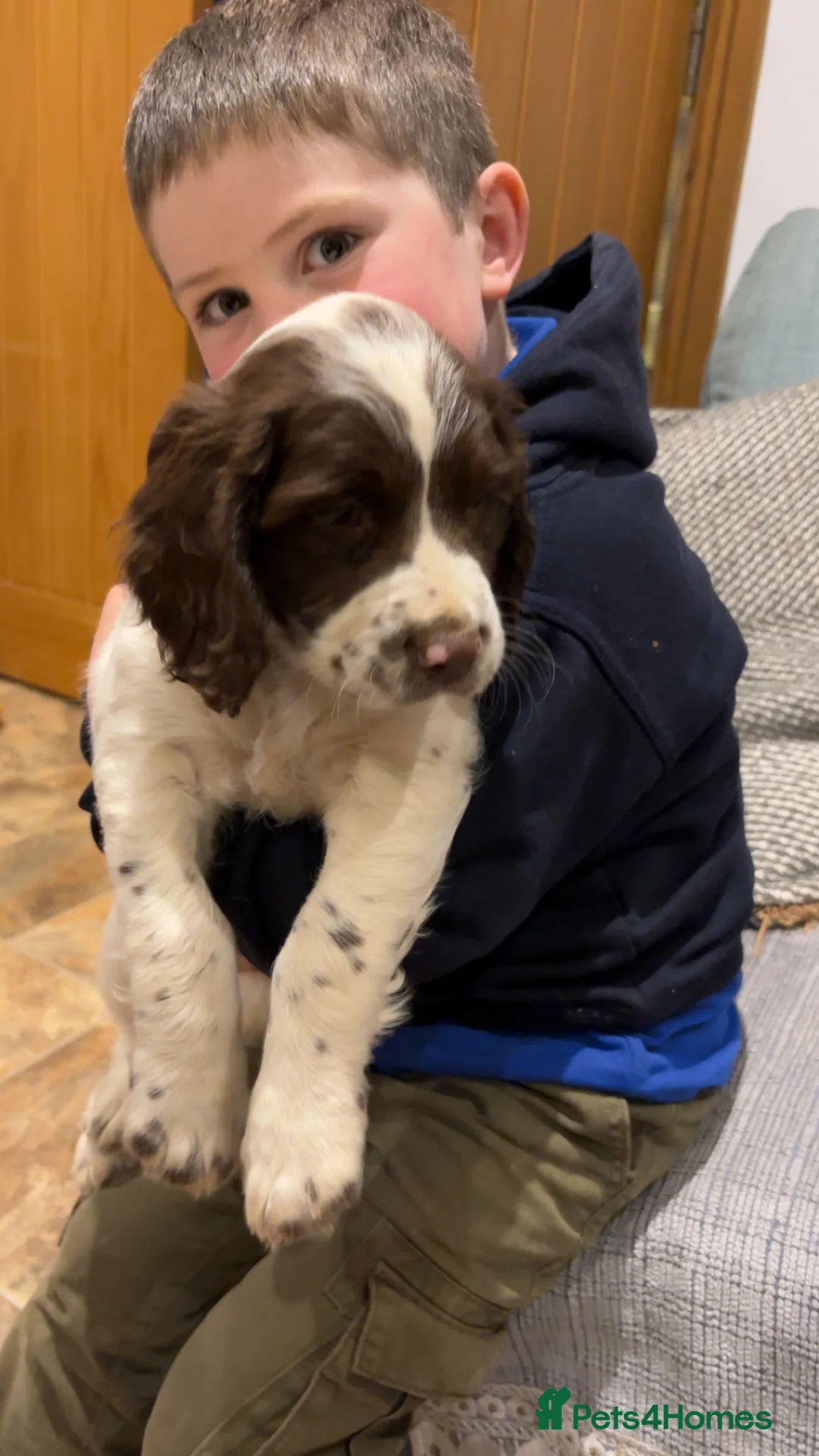English Springer Spaniel dogs for sale: Springer Spaniel puppies  - Advert 2