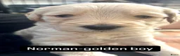 Double Doodle dogs for sale: Beautiful Golden St Bernadoodle Puppies for Sale  - Advert 38