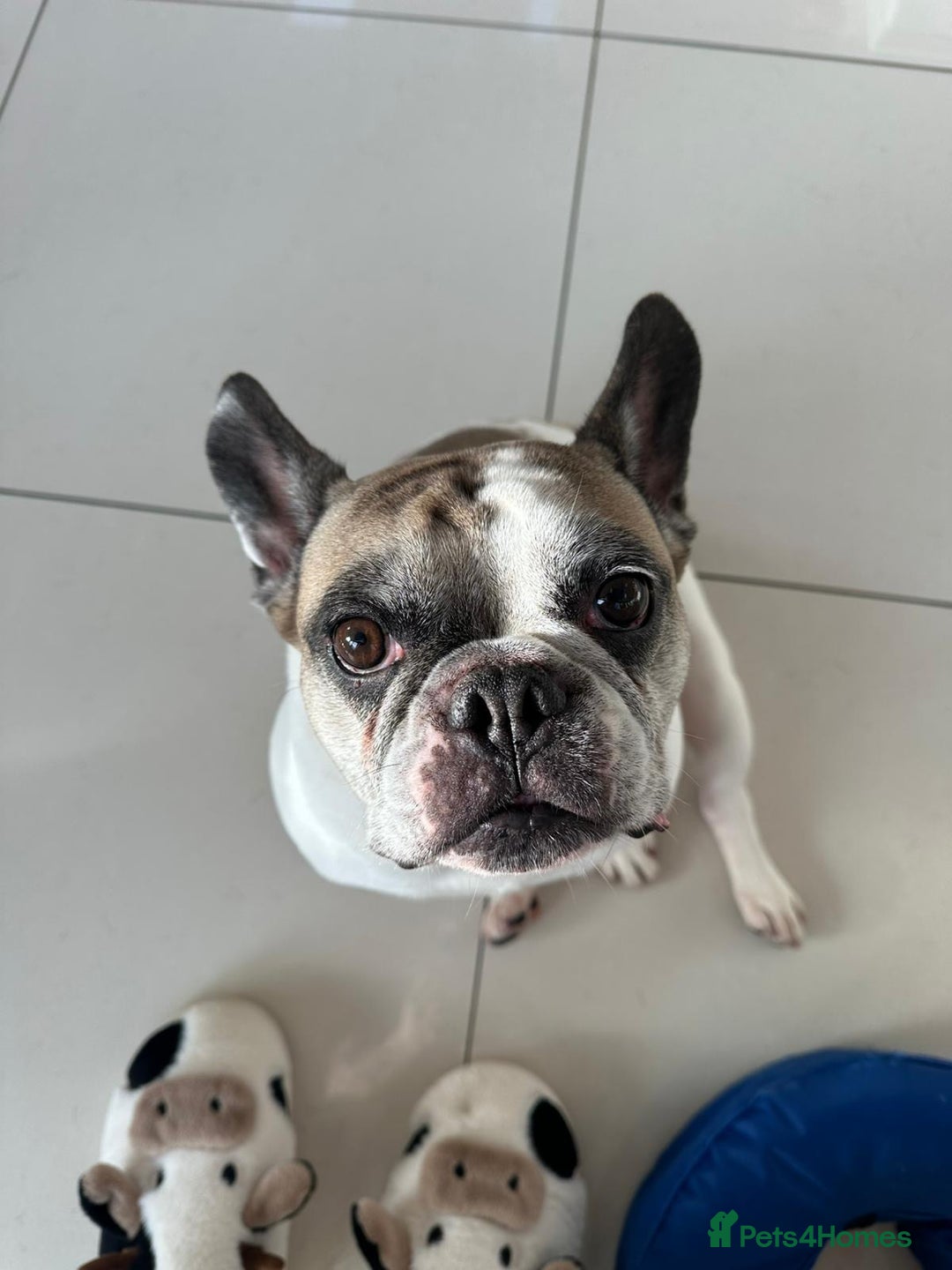 French Bulldog dogs for sale: Bonded mum &son French bulldogs must stay together - Advert 10