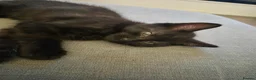 Mixed Breed cats for sale: 1 x boy / 2 x girls in Wigan - Advert 2