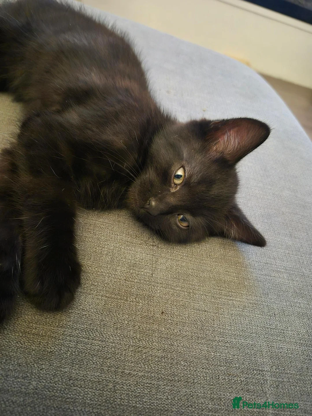 Mixed Breed cats for sale: 1 x boy / 2 x girls in Wigan - Advert 2