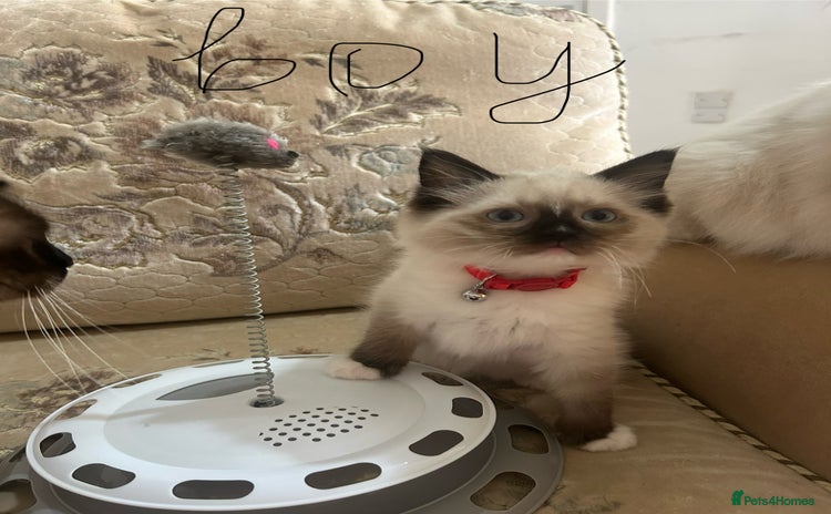 Ragdoll cats - Advert 1
