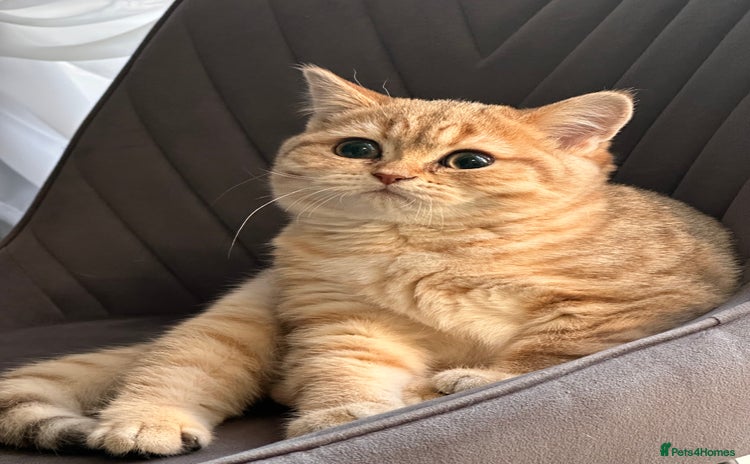 Scottish Fold cats - Advert 13