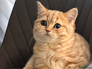 Scottish Fold cats - Advert 29