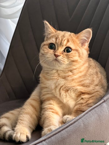 Scottish Fold cats - Advert 13