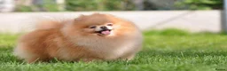 Pomeranian dogs for sale: Show quality potential puppies  - Advert 7