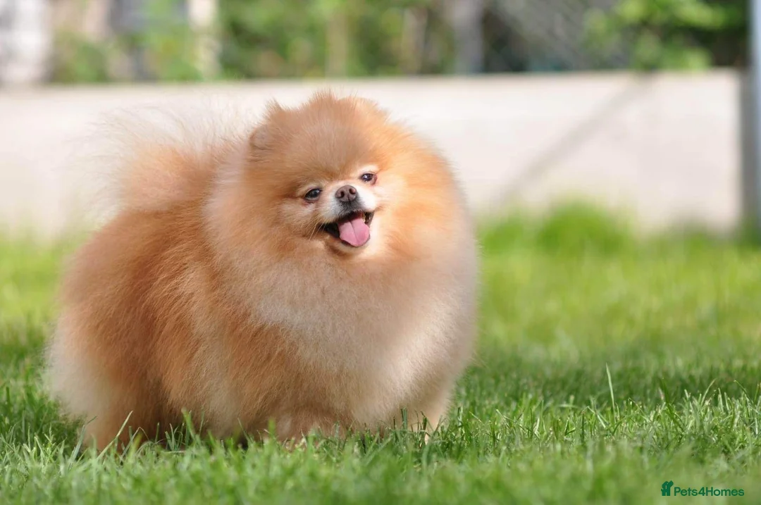 Pomeranian dogs for sale: Show quality potential puppies  - Advert 7