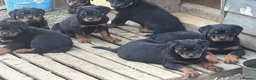 Rottweiler dogs for sale: 🎶Excellent top big 🧸bones quality pups🧸🧸 - Advert 7