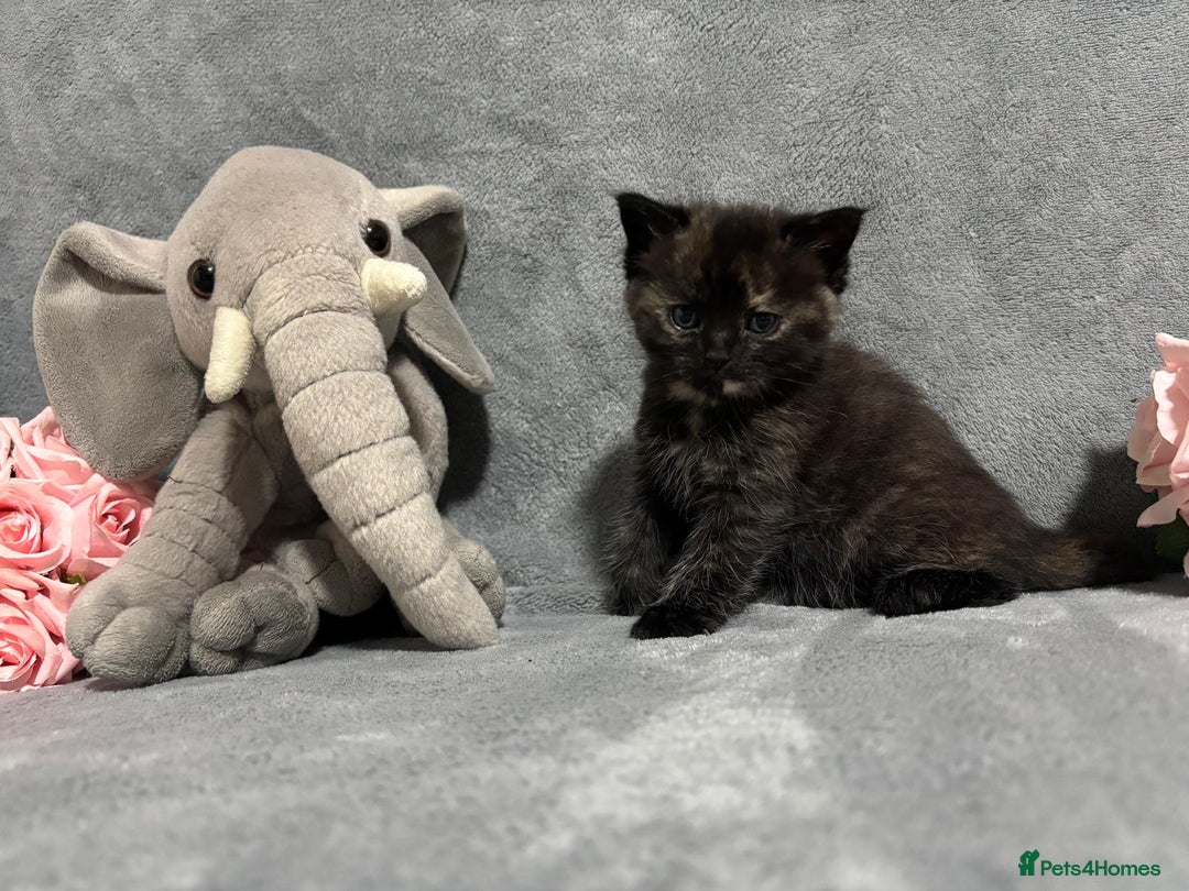 Mixed Breed cats for sale: Ragdoll mixed kittens Grey. Tabby. Speckled. Black - Advert 20