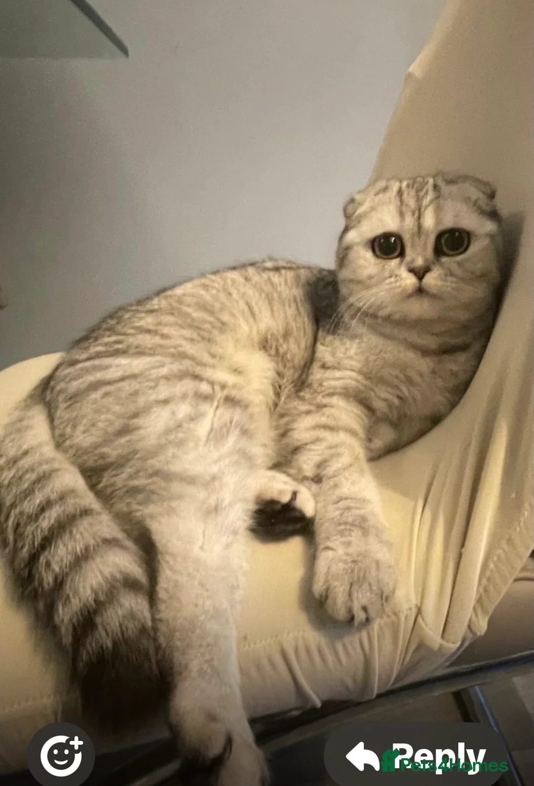 Scottish Fold cats for sale: Scottish fold straight and folded ears - Advert 20